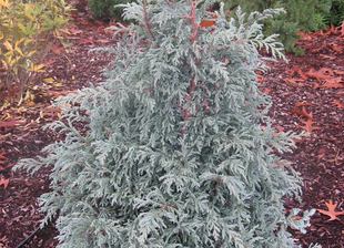 针叶树 日本花柏蓝宝贝 Chamaecyparis pis. 'Baby Blue'一物一拍