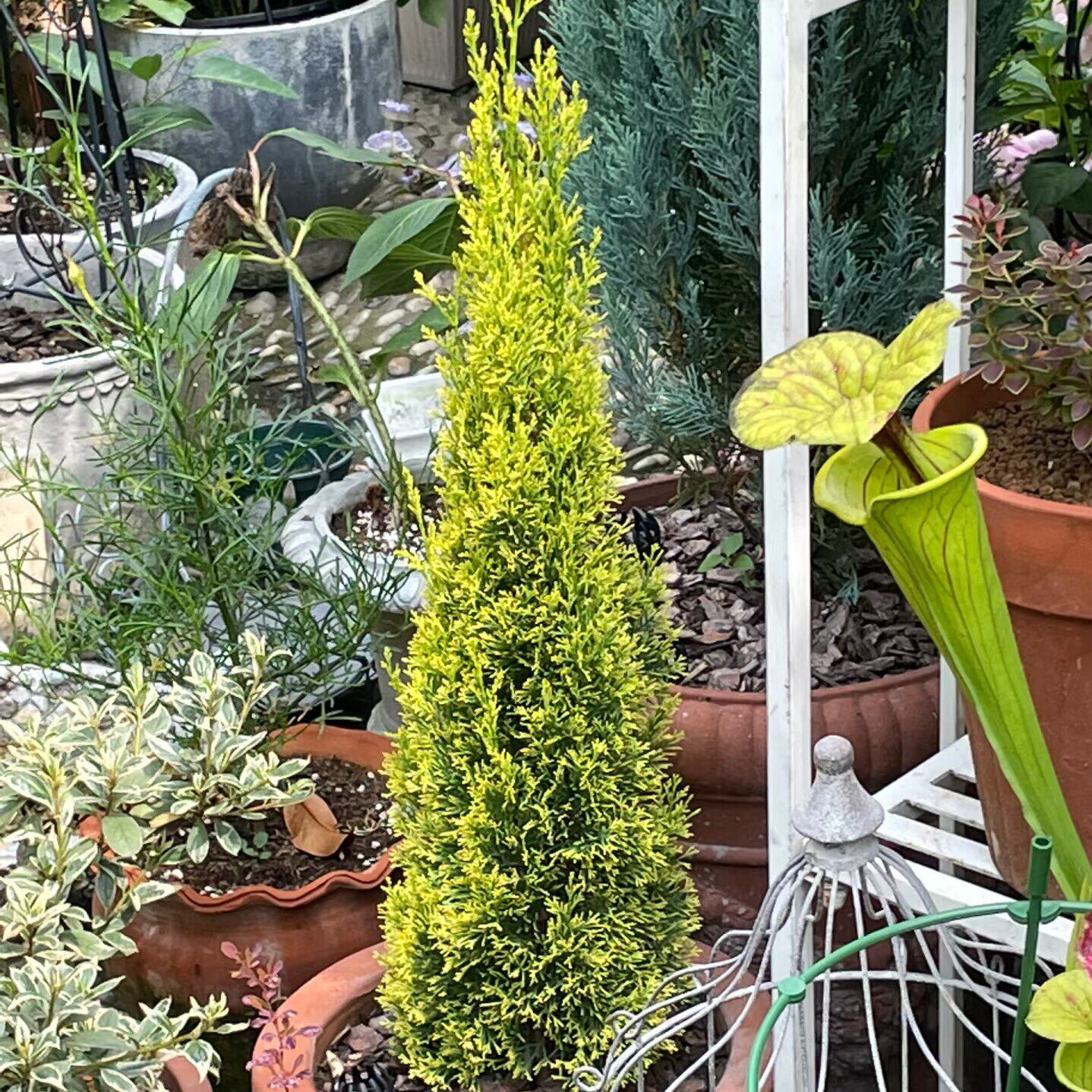 天鹅金地中海柏树 耐晒耐热耐寒常年金黄 盆栽地栽花园庭院植物