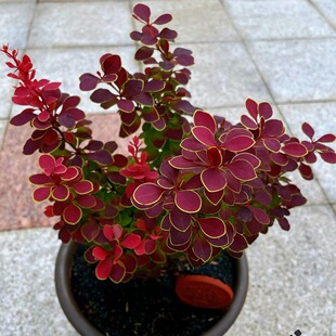 花叶小檗 日本小檗 花境盆栽 成都园林绿化工程苗木 地被植物