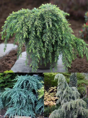【垂枝雪松'蓝宝石'】 Cedrus deodara 'Feelin Blue'