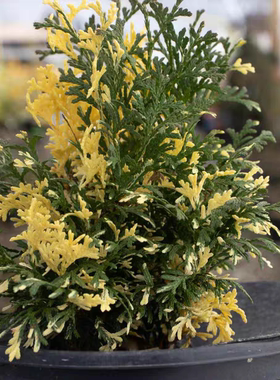 针叶树 北美香柏 康弗提 Thuja occ. 'Konfettii'一物一拍