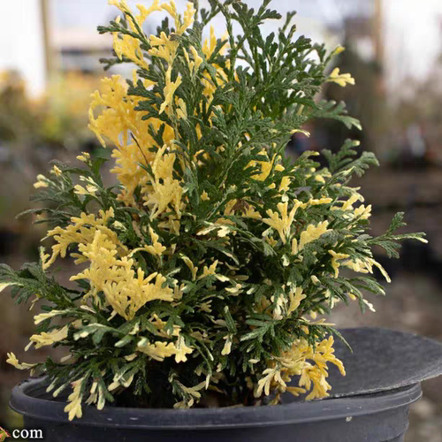针叶树 北美香柏 康弗提 Thuja occ. 'Konfettii'一物一拍