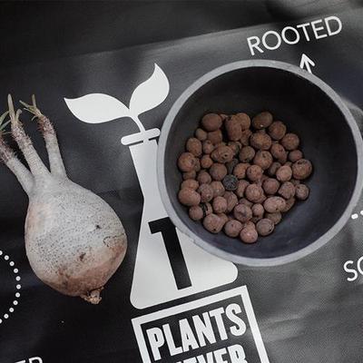 PLAN-T块根植物垫底陶粒防烂根土多肉绿植无土栽培象牙宫龟甲龙