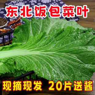 正宗东北饭包叶白菜叶新鲜蔬菜叶散装大白菜叶子即食20片送酱包邮