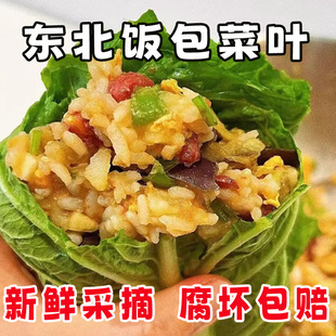东北饭包白菜叶现摘现发新鲜即食农家菜包邮东北大饭包大白菜叶子