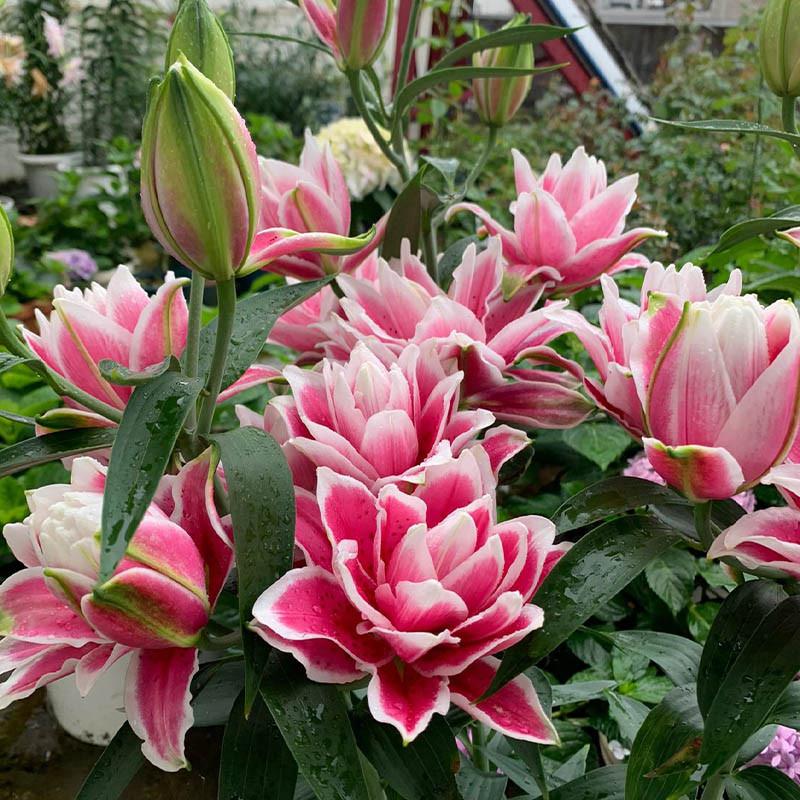 重瓣香水百合花种球多年生四季盆栽花卉庭院浓香好养植物花卉