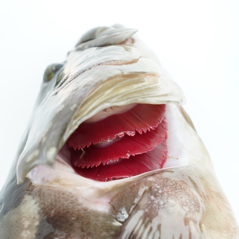 石斑鱼鲜活龙胆石斑鱼龙趸鱼野生石斑老虎斑鲜活水产冷冻3斤/条