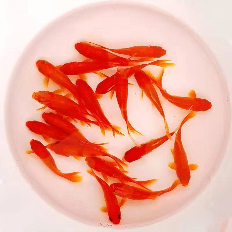 小红草金锦鲫红草小金鱼活鱼龟食观赏鱼龙鱼活饲料鱼冷水鱼锦鲤鱼