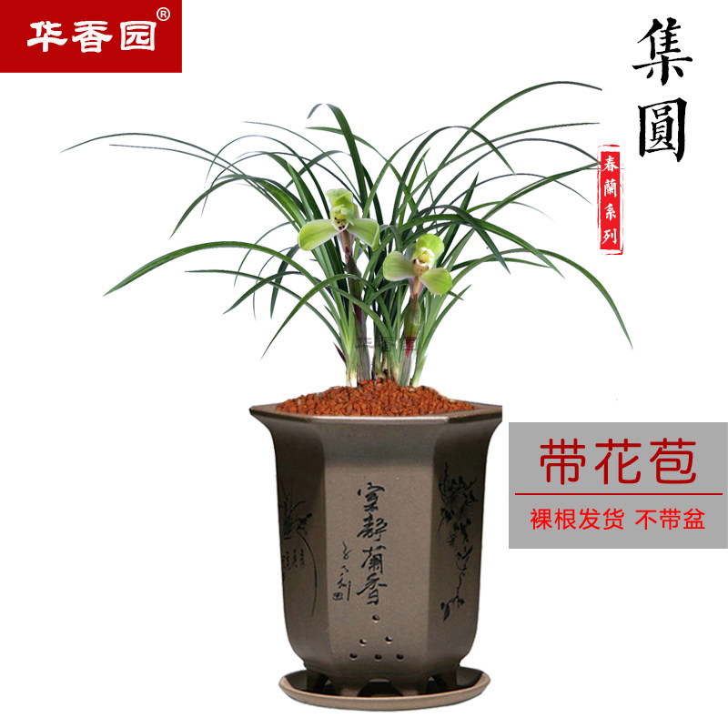 华香园兰花 春兰老八种之一 集圆 浓幽香型盆栽盆景耐阴绿植花卉