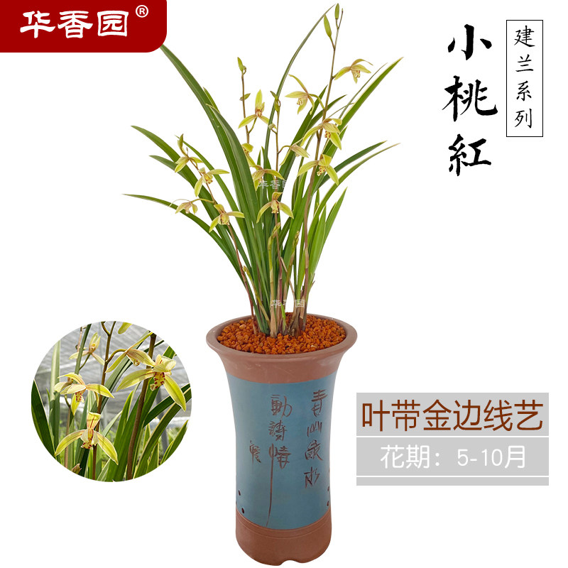 华香园兰花苗 小桃红 建兰四季兰 浓香型办公室盆栽鲜花多肉绿植