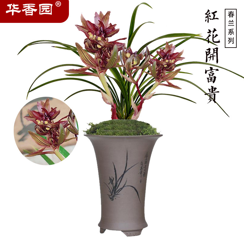 华香园兰花 红花开富贵 春兰 浓香型办公室内外耐阴绿植盆栽花卉