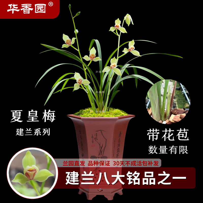 华香园兰花夏皇梅八大名品之一