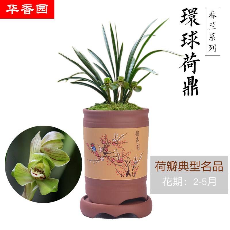 华香园兰花环球荷鼎春兰铭品