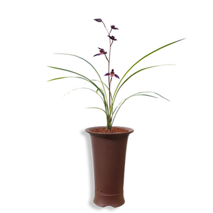 华香园兰花 细叶寒兰 浓幽香型 办公室内盆栽鲜花多肉耐阴绿植