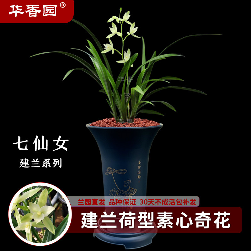 华香园兰花 七仙女 建兰四季兰荷型素心奇花铭品 室内外绿植花卉