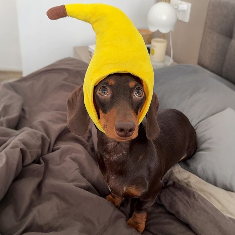 香蕉狗帽子宠物衣服头饰创意火鸡狗狗猫咪头套腊肠泰迪小型犬用