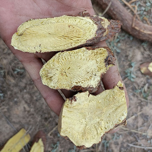 甘肃纯天然野外甘草中药材干甘草根切片甜草跟粉草国老泡水茶500g