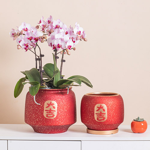 红色蝴蝶兰花盆陶瓷喜庆新年花盆