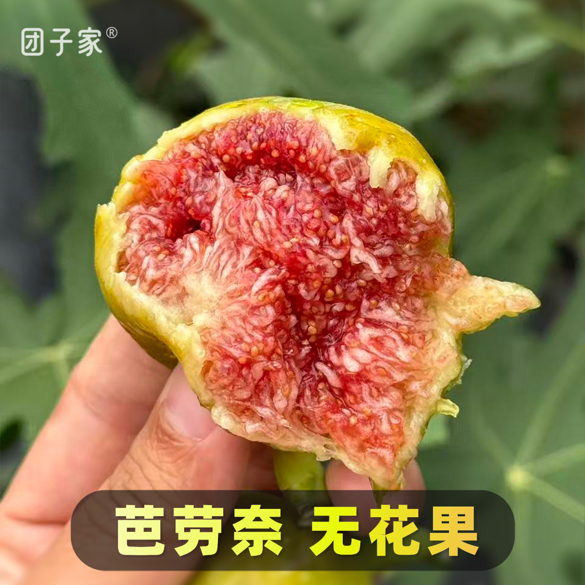 9成熟·正宗芭劳奈无花果图片