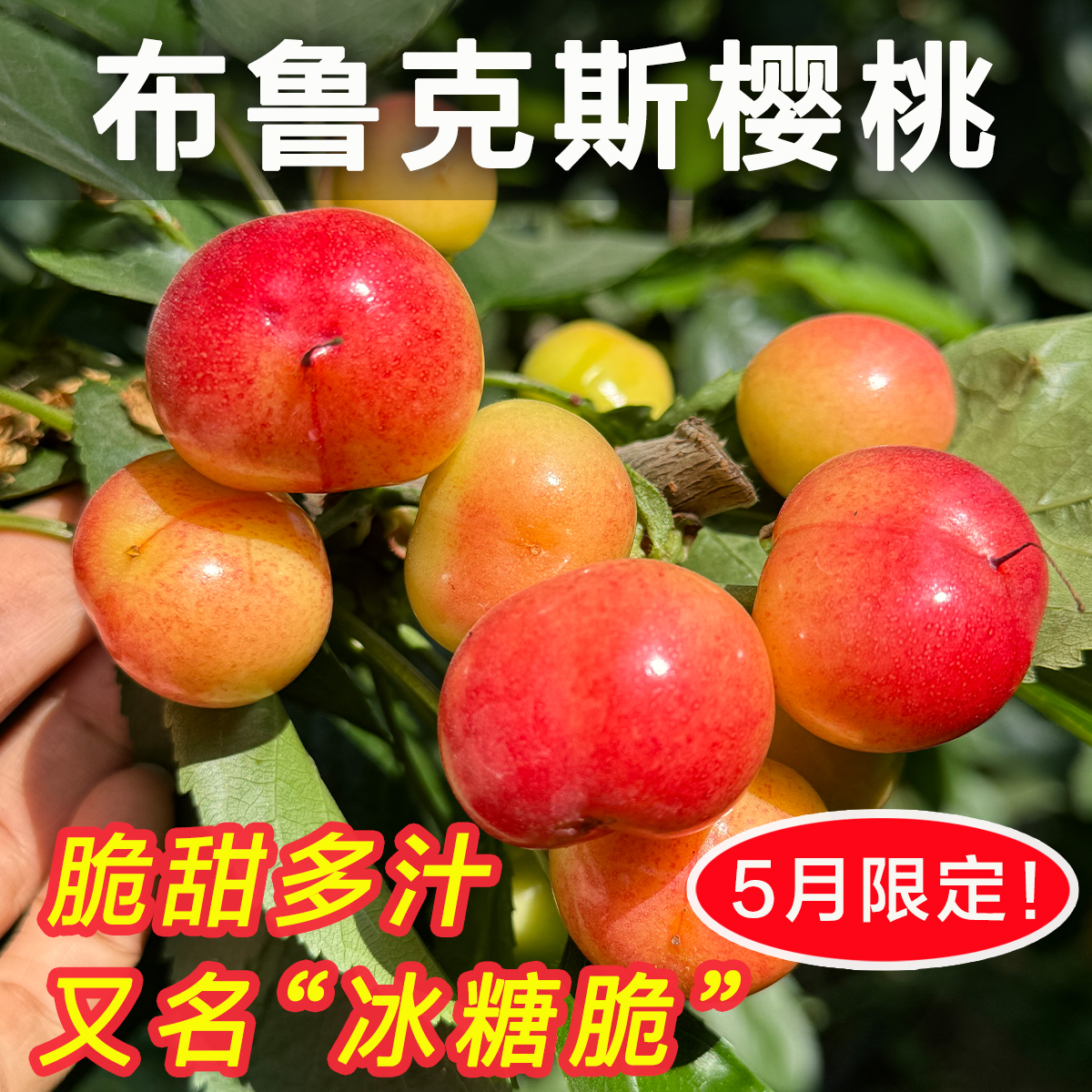 【产量不足，暂时停售】团子家的果园布鲁克斯大樱桃冰糖脆山东