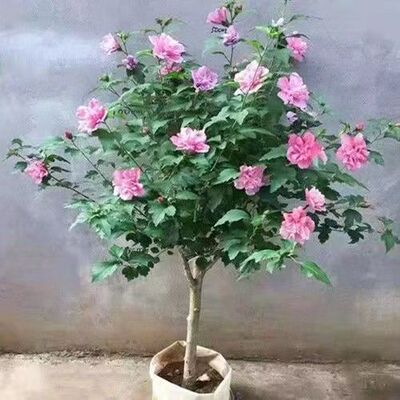 木槿花庭院绿化耐寒南北方种植