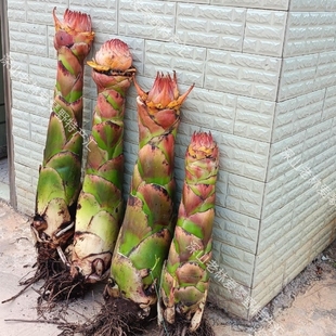地涌金莲带花苞千瓣莲花云南大型花卉植物可室内室外易栽易活包活