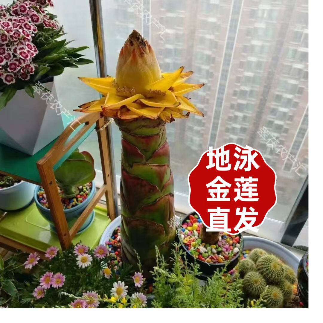 地涌金莲带花苞千瓣莲花云南大型花卉植物可室内室外易栽易活包活