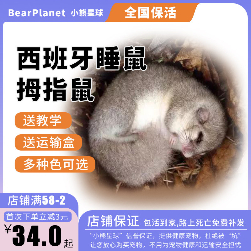 西班牙睡鼠幼崽奶牛白尾小睡鼠网红小宠物拇指鼠学生宿舍宠物活物_虎窝淘