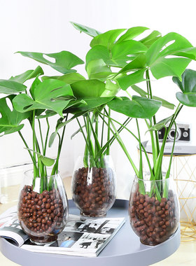 龟背竹大型盆栽室内客厅水培植物