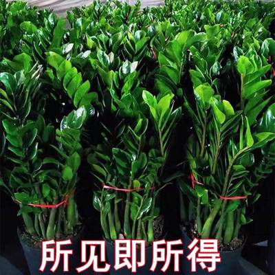 金钱树盆栽植物室内花卉客厅四季常青好养绿植大摇钱串子小发财树