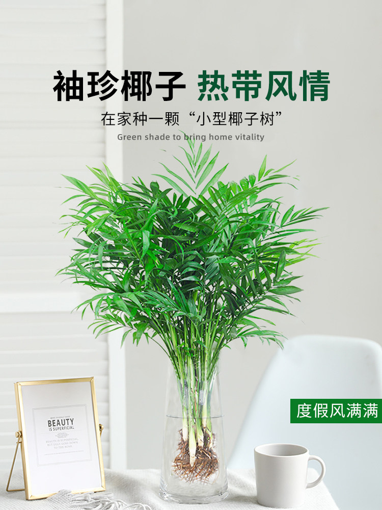 袖珍椰子水培绿植物富贵凤尾竹