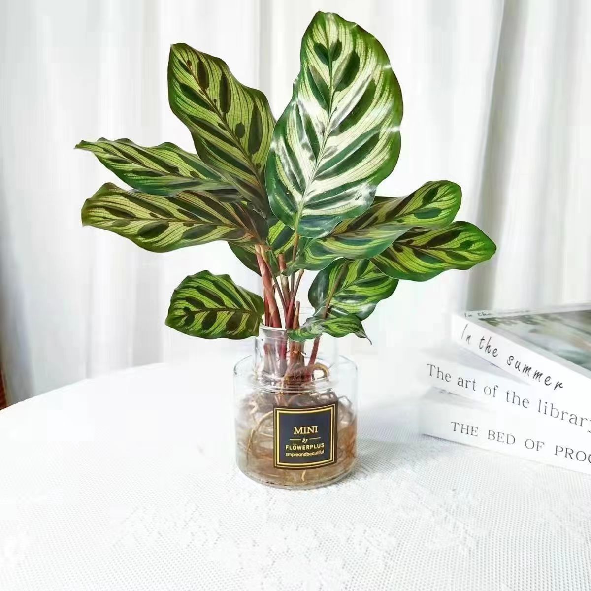 水培植物孔雀竹芋四季常青办公室