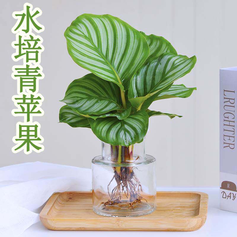 特价水培青苹果室内客厅绿植花卉驱蚊盆栽办公室桌面水养竹芋清仓