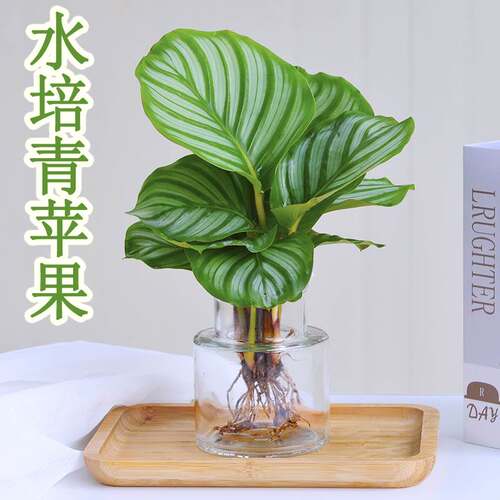 苹果竹芋水养花卉客厅