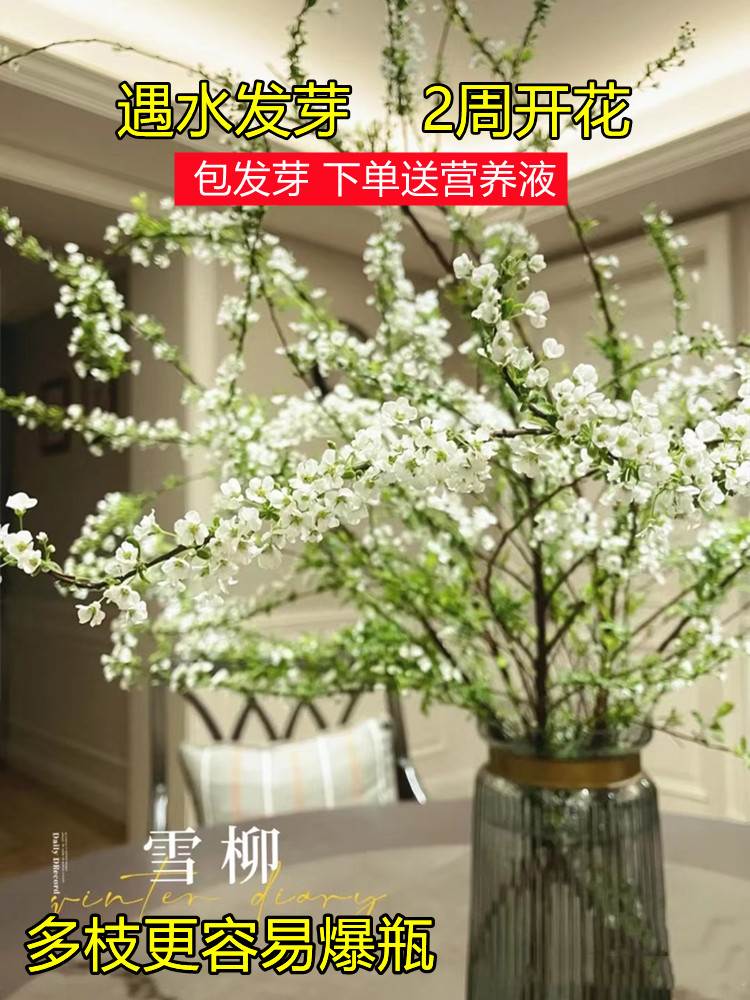 重瓣雪柳干枝支鲜枝水养插花水培植物鲜花卉室内盆栽绿植龙柳好活