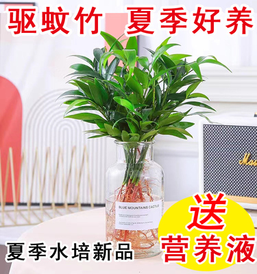 柏盆栽水培新宠驱蚊植物