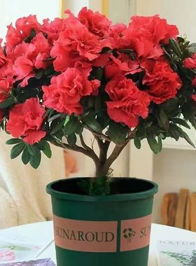 【带花苞原土】杜鹃花苗盆栽花卉植物室内外客厅阳台绿色植物盆景