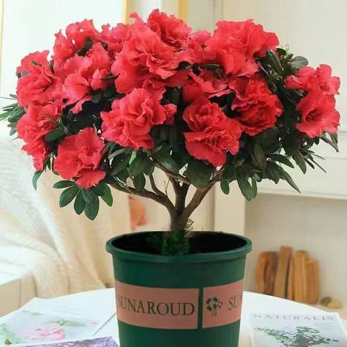 【带花苞原土】杜鹃花苗盆栽