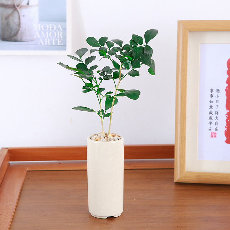 九里香小盆栽摆件微景观桌面绿植室内花卉办公室小盆景四季好养花