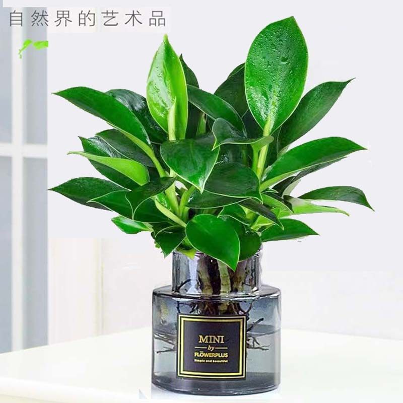 金钻盆栽绿萝箩室内植物花卉