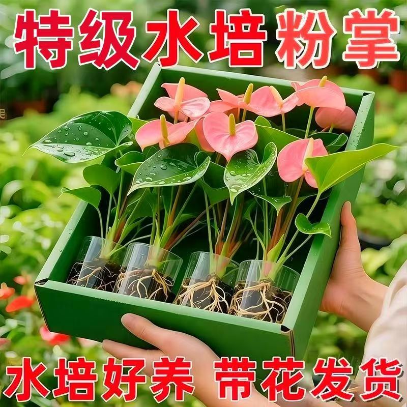 粉掌盆栽带花发货客厅花卉办公室开花室内懒人绿植净化空气