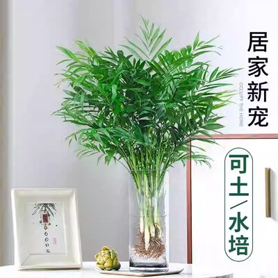 水培散尾葵盆栽植物凤尾竹绿植富贵竹驱蚊竹盆栽袖珍椰子富贵椰子