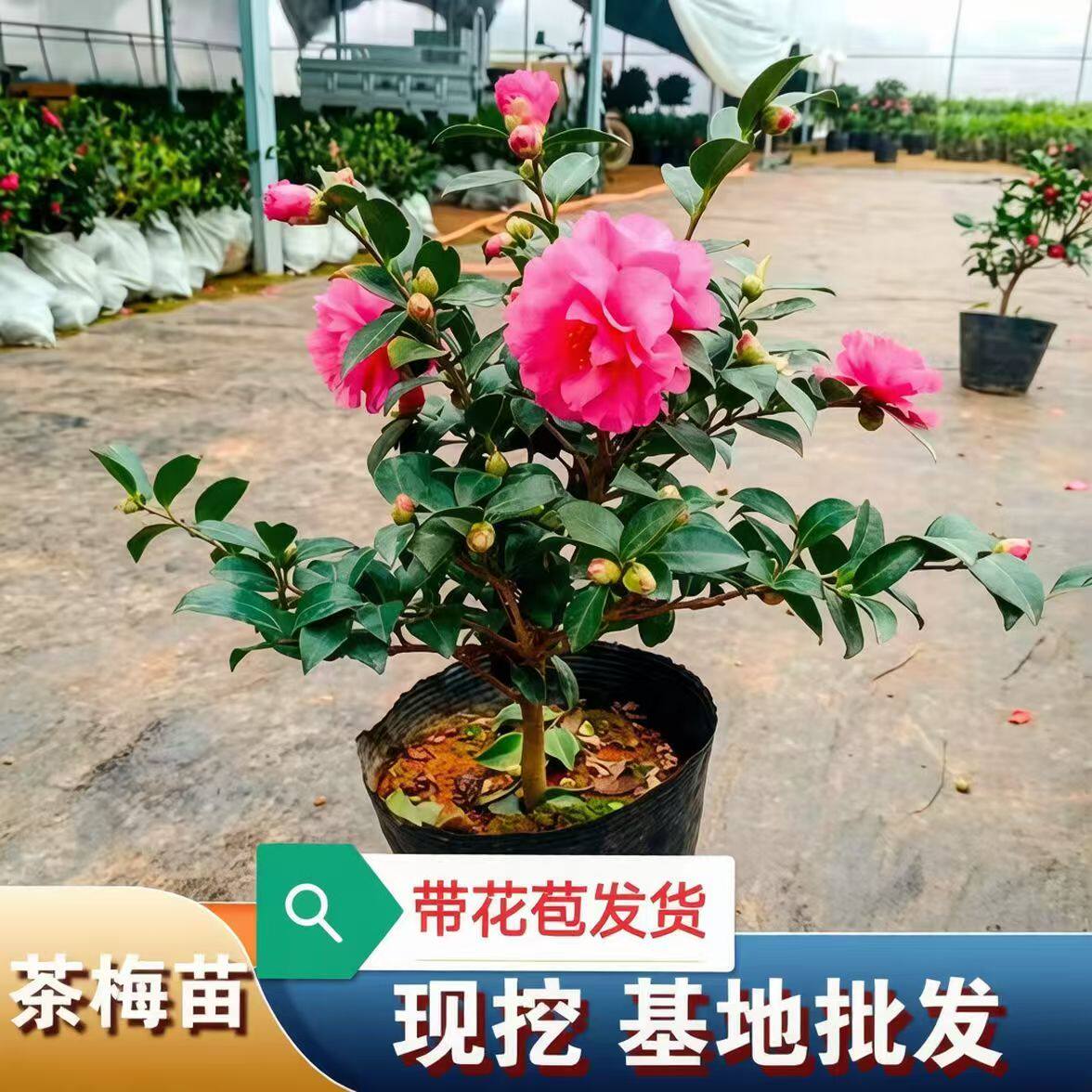 正宗四季茶梅花盆栽带花苞发货耐寒花卉室内阳台四季常青植物好养