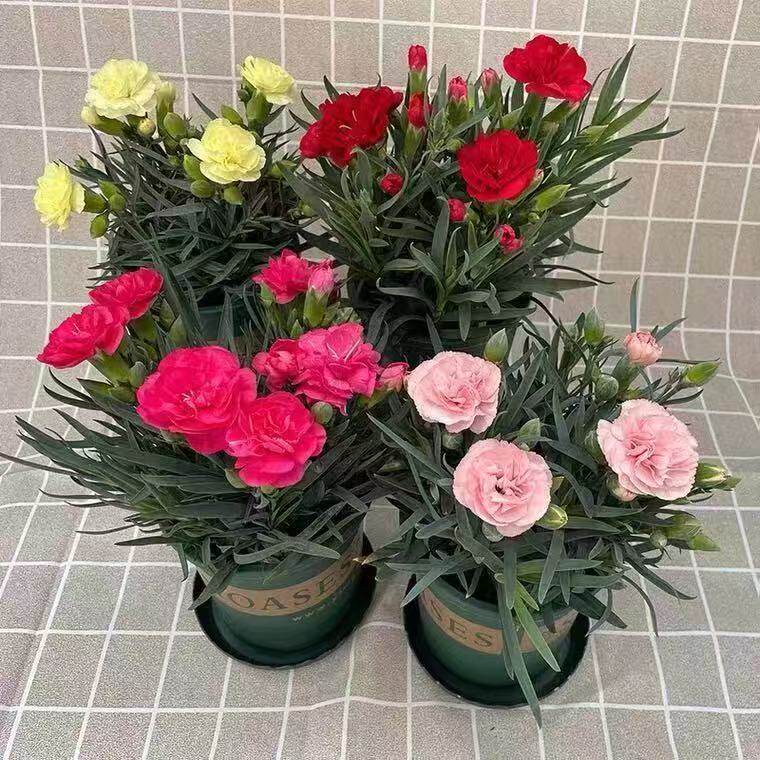 康乃馨盆栽带花苞重瓣石竹花苗室内阳台庭院绿植四季开花盆栽植物