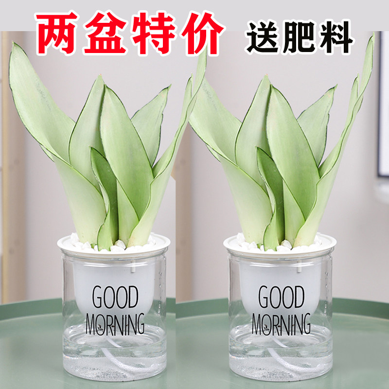 水培白玉虎皮兰盆栽办公室内桌面卧室吸除甲醛金边虎尾兰小绿植物