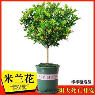 【精品】米兰花盆栽四季老桩浓香型大香水米兰独杆阳台庭院花卉