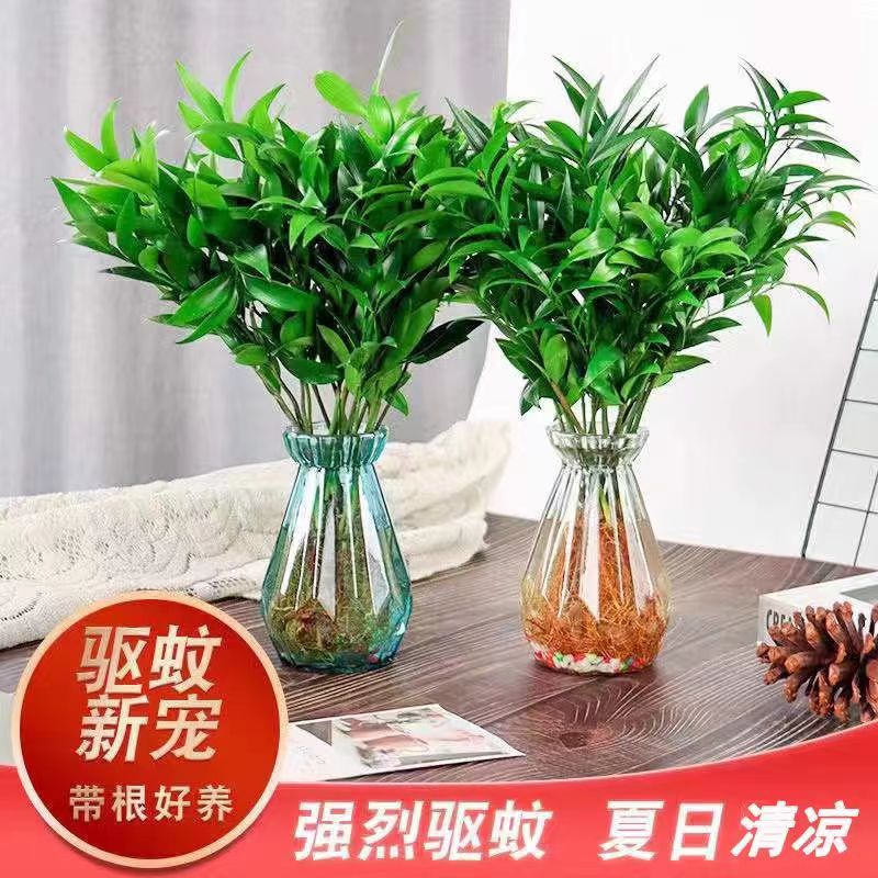 水培驱蚊竹柏植物盆栽绿植