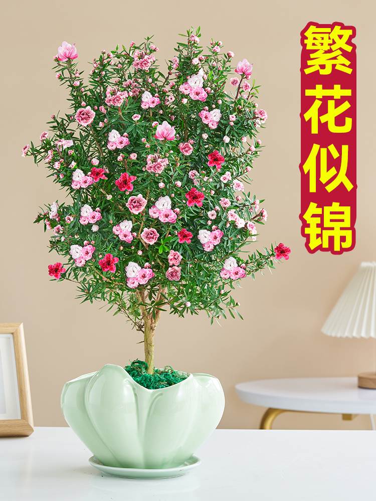 盆栽室外松红梅绿植四季常青图片