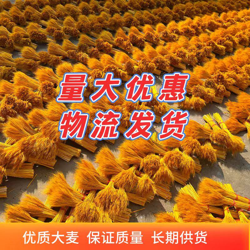 黄金大麦天然麦穗干花插花花束束开业大卖花篮摆件装饰批厂家直发