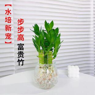 富贵竹水培植物水养文昌竹粗杆发财带根步步高升转运竹子花卉盆栽